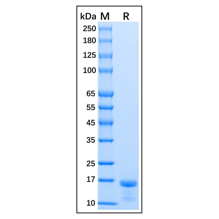 Recombinant Human Survivin Protein