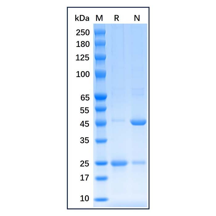 Recombinant Human Estrogen Receptor alpha Protein