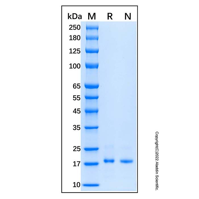 Recombinant Human Connexin 43/GJA1 Protein