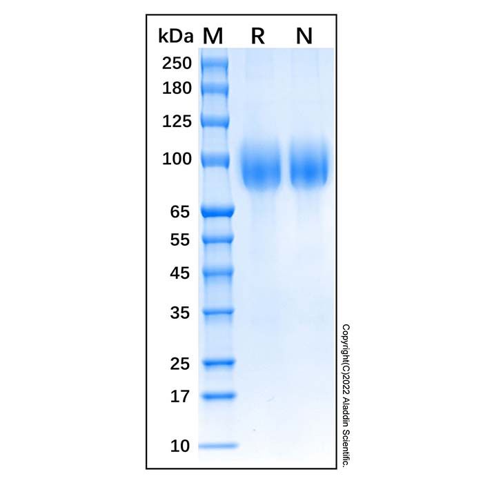 Recombinant Feline CD56 Protein