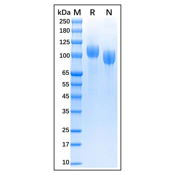 Recombinant Bovine CD56 Protein