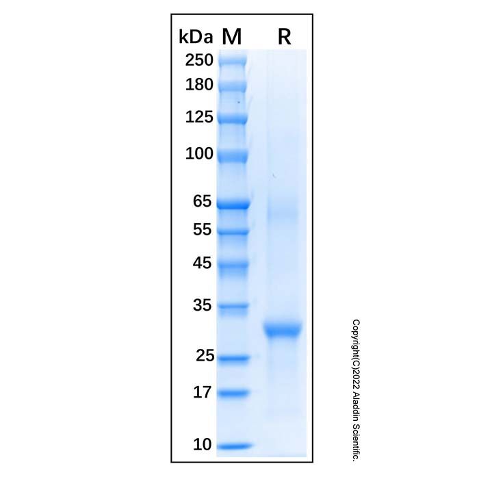 Recombinant Feline CD19 Protein