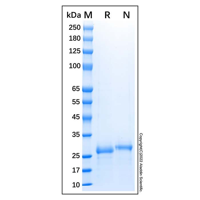 Recombinant Human NDUFA9 Protein