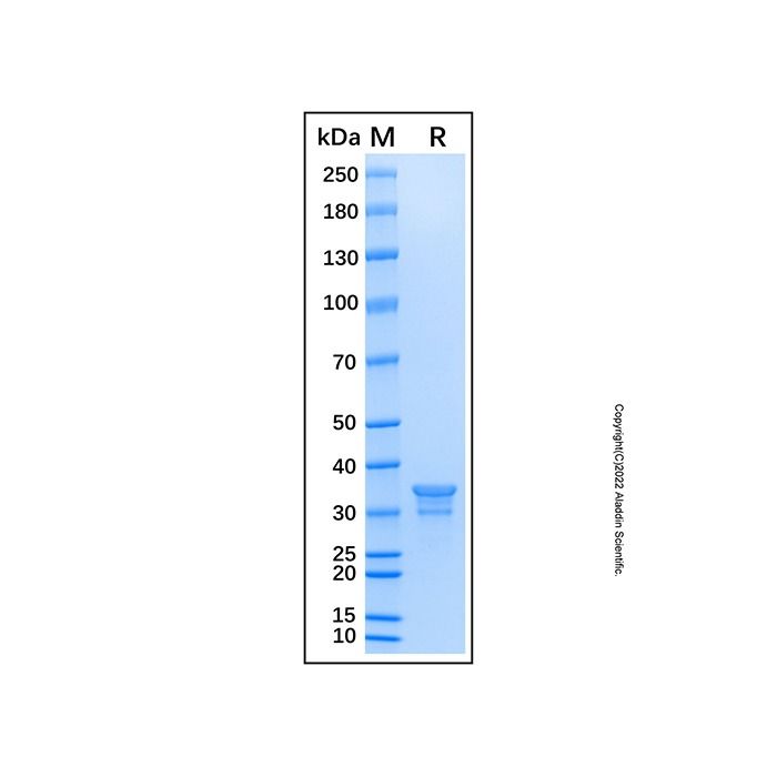 Recombinant Human IGF-I R/IGF1R Protein
