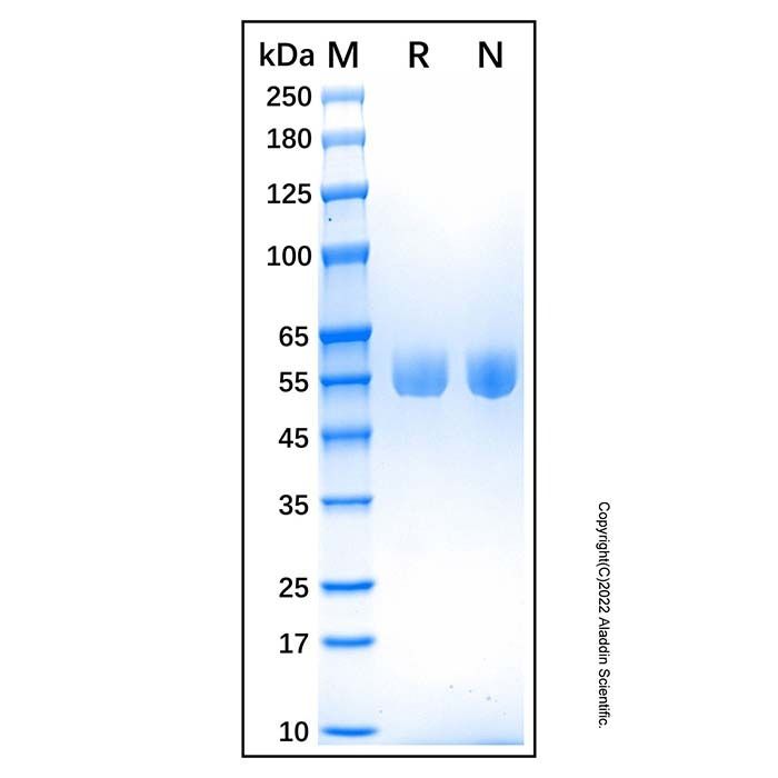 Recombinant Human Serpin A1/alpha-1-Antitrypsin Protein