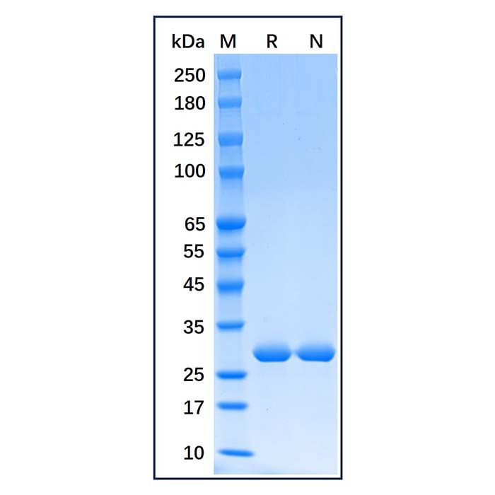 Recombinant Human Heme Oxygenase 1 Protein