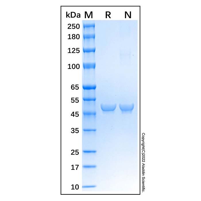 Recombinant Human ENO1 Protein