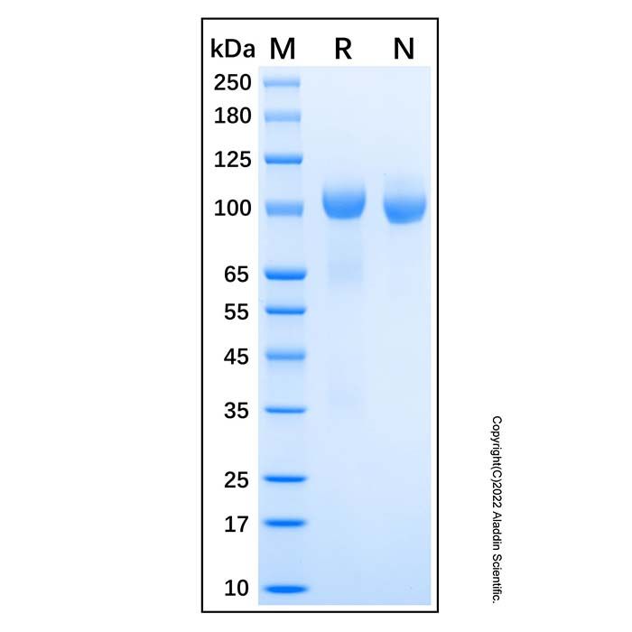 Recombinant Human Tie-2 Protein