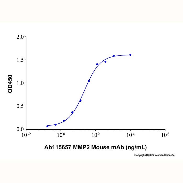 Recombinant Human MMP-2 Protein