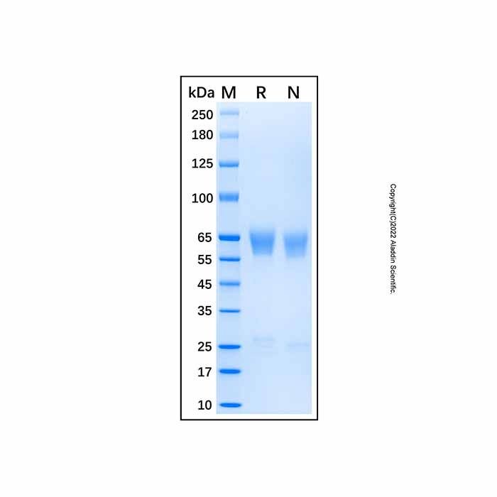 Recombinant Human MMP-8 Protein