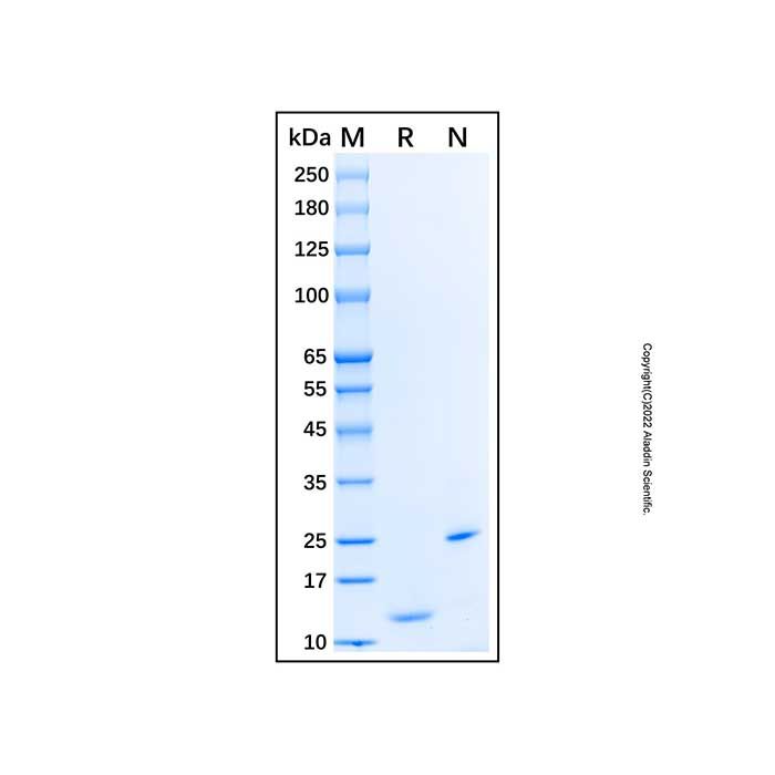 Recombinant Human CCL24/Eotaxin-2/MPIF-2 Protein
