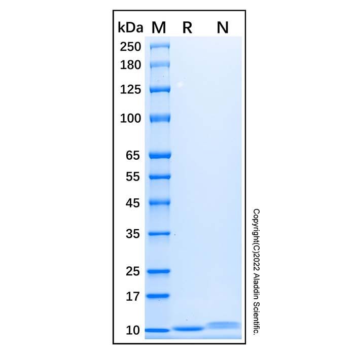 Recombinant Human CXCL7/NAP-2 Protein