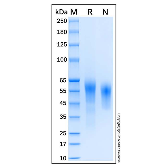 Recombinant Human CD46 Protein