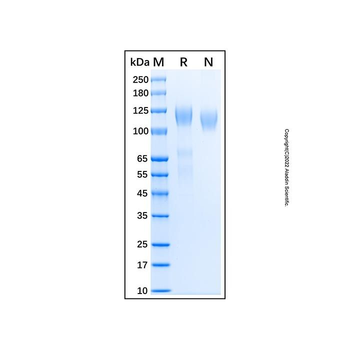Recombinant Human VEGFR3/Flt-4 Protein