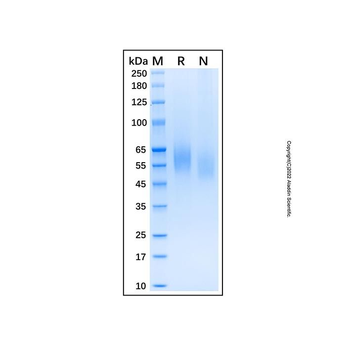 Recombinant Human CD155/PVR Protein