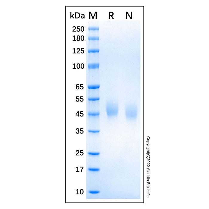 Recombinant Human uPAR Protein