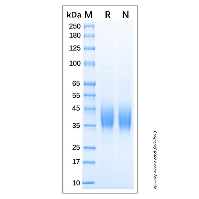 Recombinant Human SLAMF7/CRACC Protein