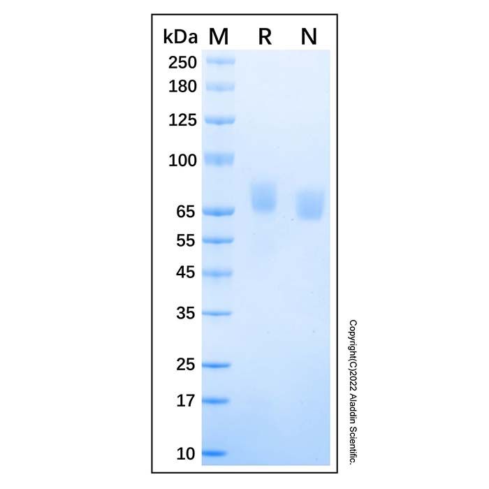 Recombinant Human ALCAM/CD166 Protein