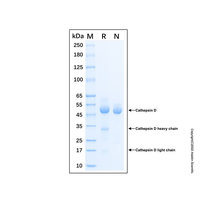 Recombinant Human Cathepsin D Protein