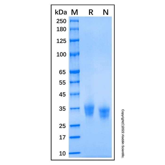 Recombinant Human VSIG3 Protein