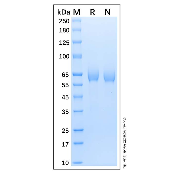 Recombinant Human t-Plasminogen Activator/tPA Protein