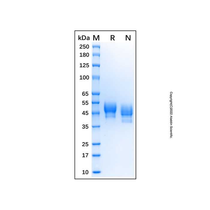 Recombinant Human SIRP beta 1/CD172b Protein