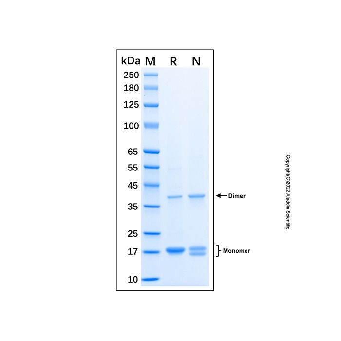 Recombinant Human STAT3 Protein