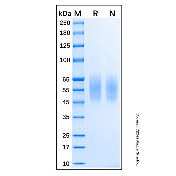 Recombinant Human 5T4/TPBG Protein