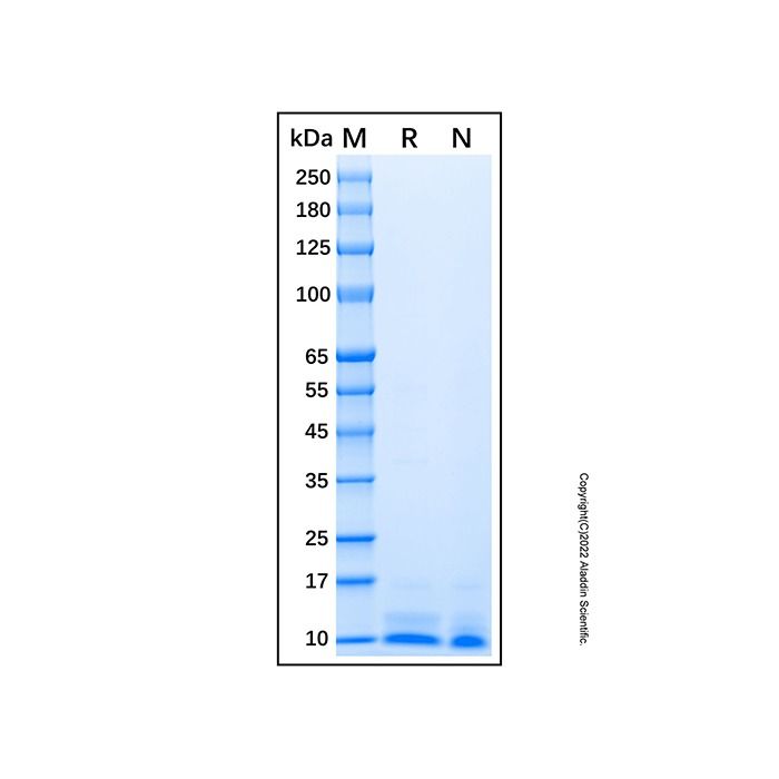 Recombinant Human Beta-Defensin 1 Protein