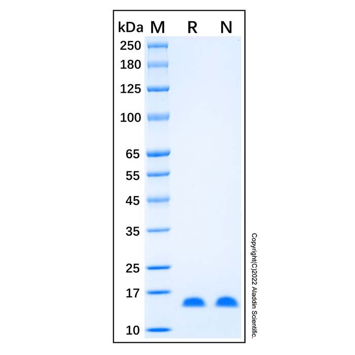 Recombinant Human FABP2/I-FABP Protein