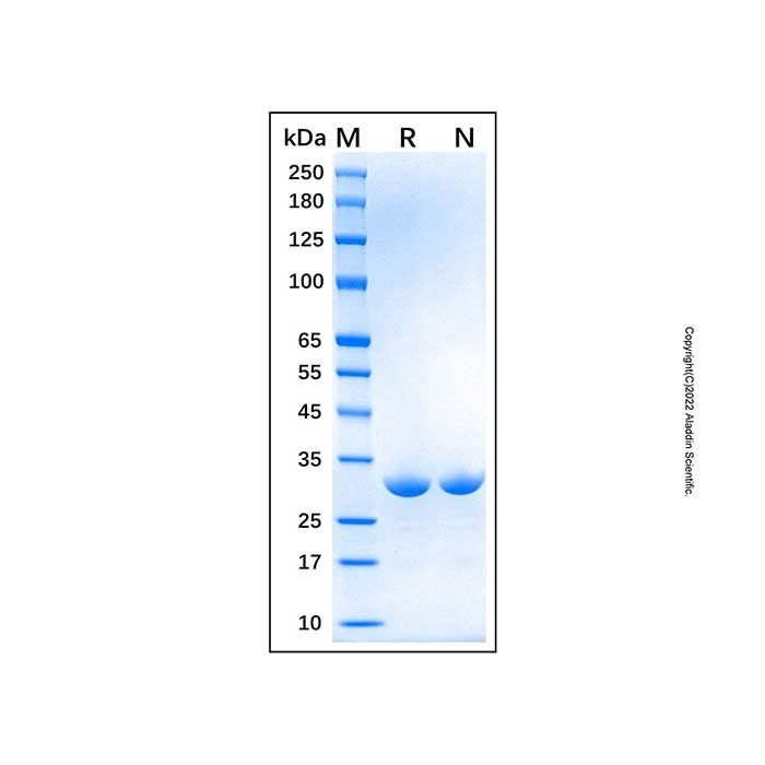 Recombinant Human FABP3/H-FABP Protein