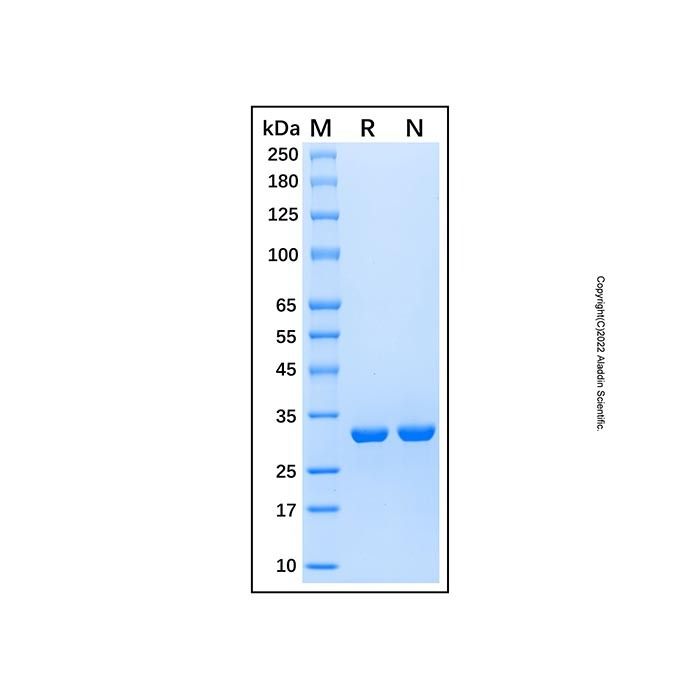 Recombinant Human FABP7/B-FABP Protein
