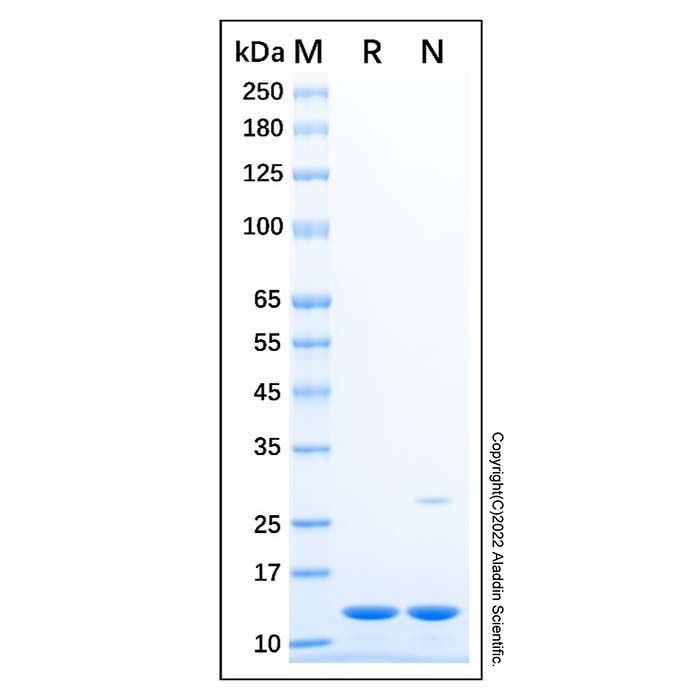 Recombinant Human FKBP12 Protein