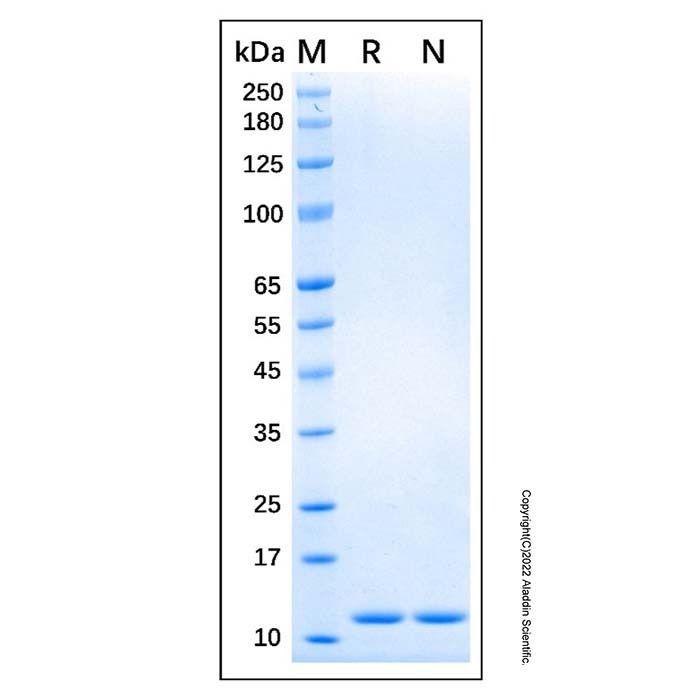 Recombinant Human S100A4 Protein