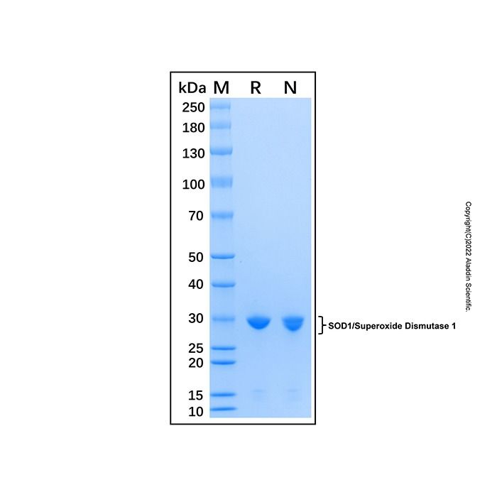 Recombinant Human Superoxide Dismutase 1 Protein