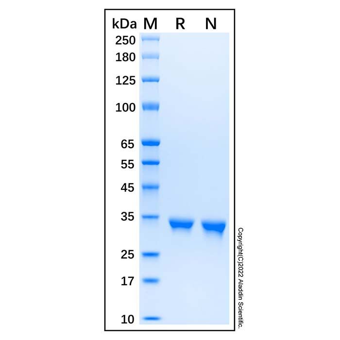 Recombinant Human SULT2A1/ST2 Protein