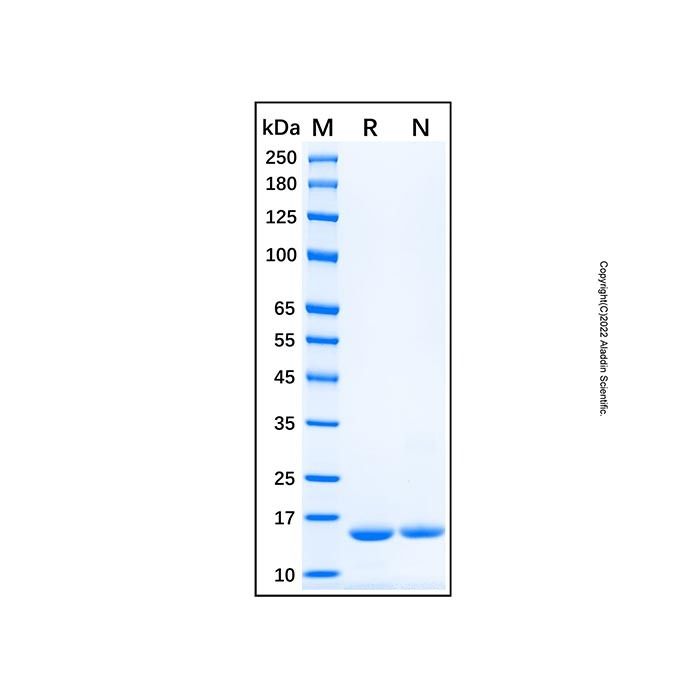 Recombinant Human VAP-B Protein