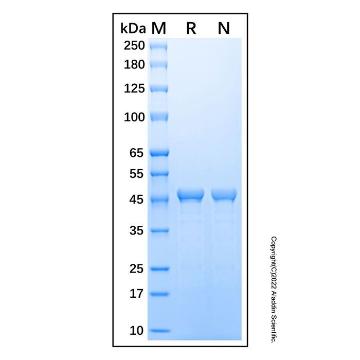 Recombinant Human FOXO1A Protein