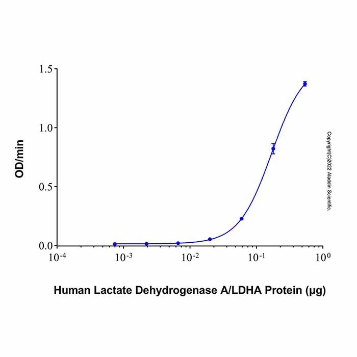 Recombinant Human Lactate Dehydrogenase A/LDHA Protein