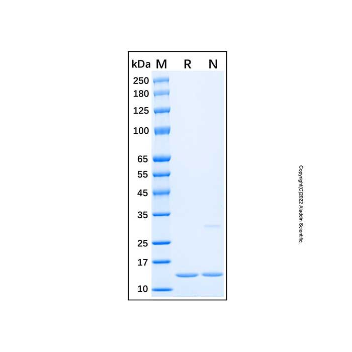 Recombinant Human MAP1LC3A Protein