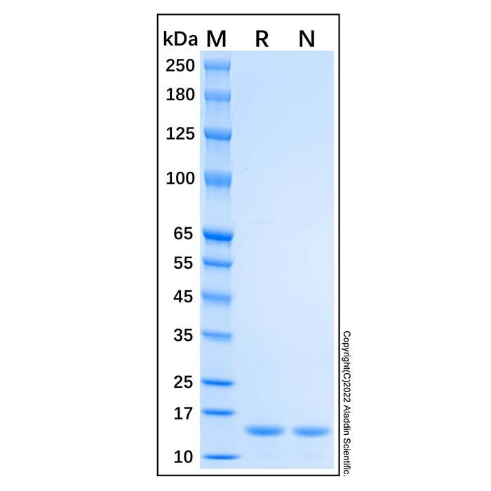 Recombinant Human Profilin 1 Protein