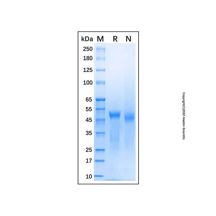 Recombinant Human beta III Tubulin Protein