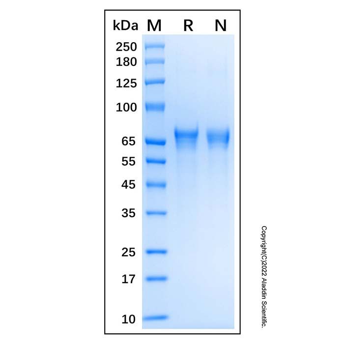Recombinant Human Lamin A Protein