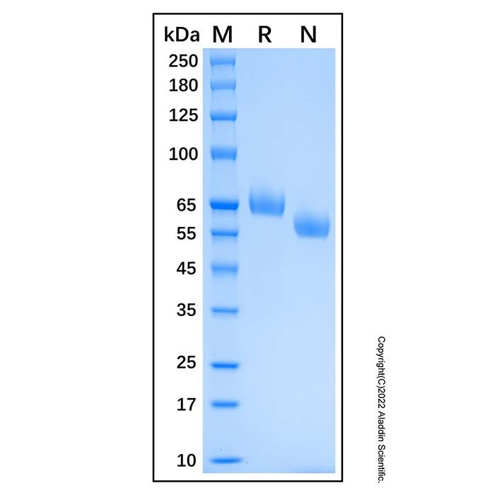 Recombinant Human EphB4 Protein