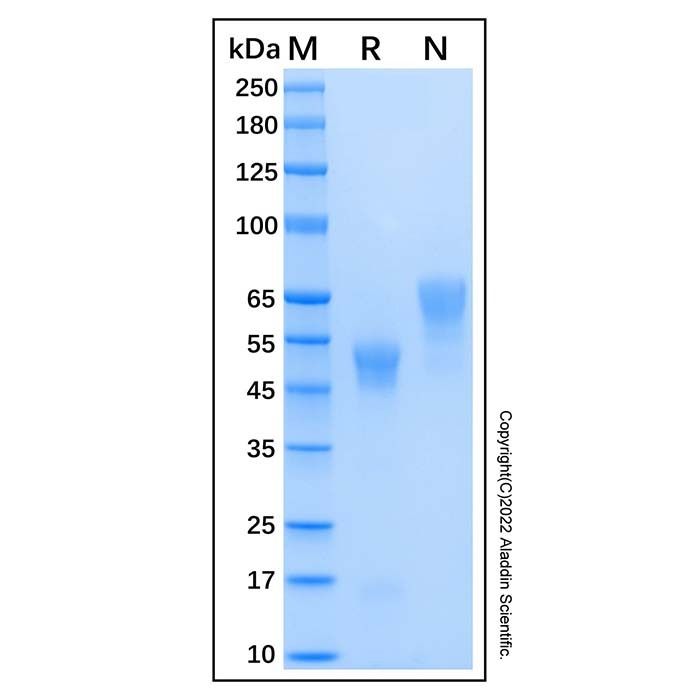 Recombinant Human Coagulation Factor Xa Protein