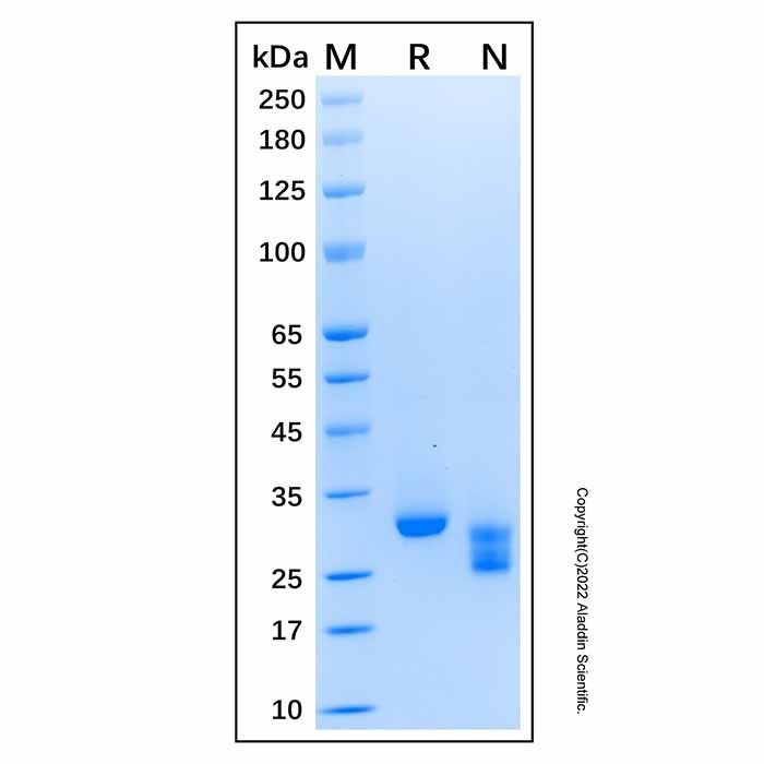 Recombinant Human Kallikrein 4/Prostase Protein