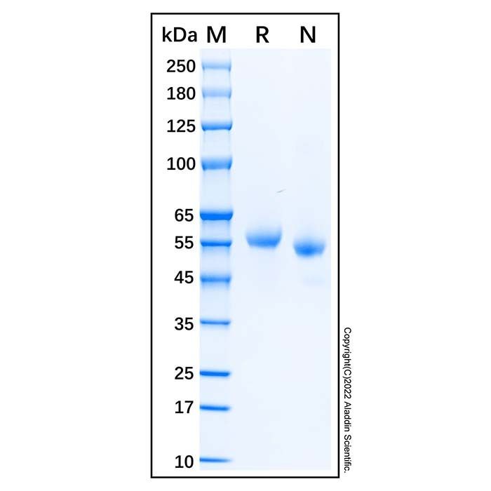 Recombinant Human Legumain/Asparaginyl Endopeptidase Protein