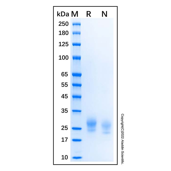 Recombinant Human RNF43 Protein