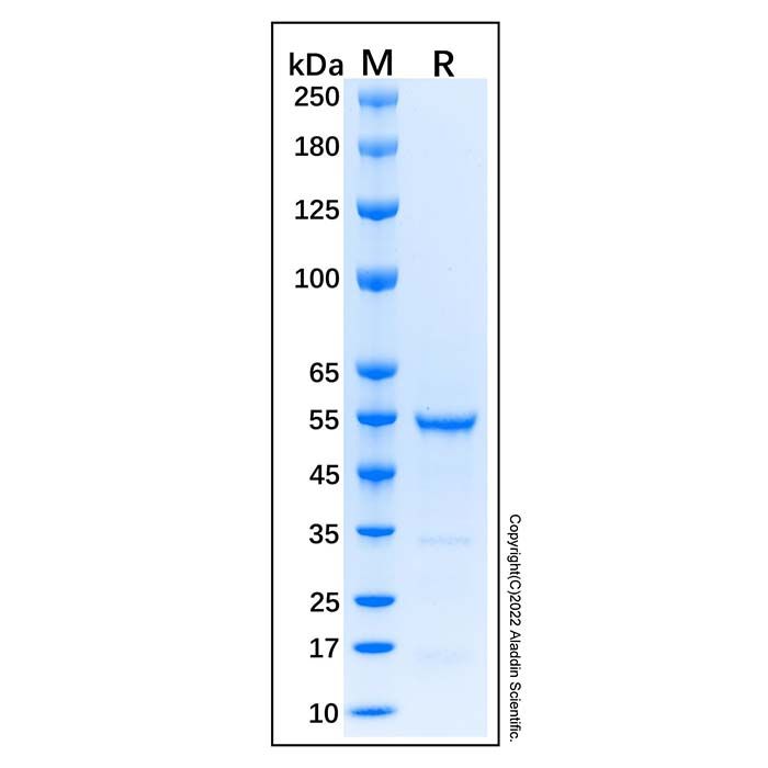 Recombinant Human Smad3 Protein