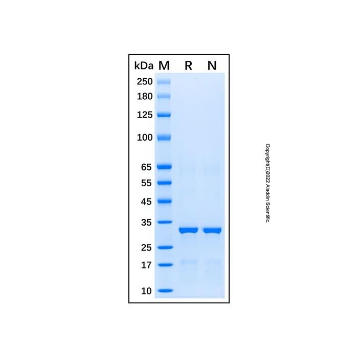 Recombinant Human Caspase-9 Protein